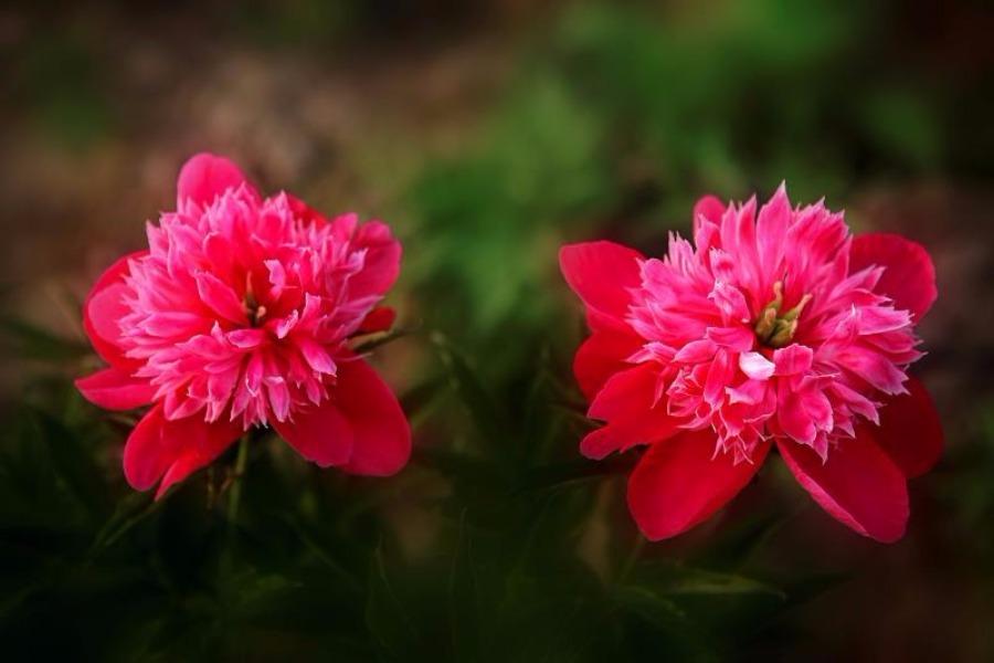 Peony flowers are in full bloom in the peony park of Baoma village at the foot of Changbai Mountain, Jilin province. The park, which is home to 106 varieties of peony species, covers an area of 20,000 square meters. (Photo by Sun Mingsheng/For chinadaily.com.cn)