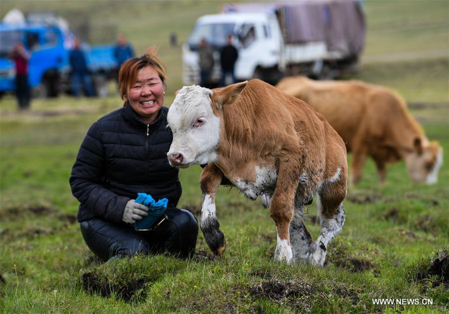 Mudan, Erden\'s sister, pets the calf at the summer pasture at the Ar Horqin Banner in Chifeng City, north China\'s Inner Mongolia Autonomous Region, June 5, 2018. June 5 was the day for Erden\'s family to move their cattle to a summer pasture, about 40 kilometers away from their family. It is a tradition for nomadic herdsmen spending their lives following the water and pasture. The transfer provides cattle and sheep abundant food and enables the grassland to renew itself. Erden and his sister drive their trucks loaded with living households and lead over 80 cattle towards the summer pasture. After 12 hours\' arduous journey, they arrived at their destination and prepared to set up yurt. They will stay here for a whole summer and return to their family in September. (Xinhua/Peng Yuan)