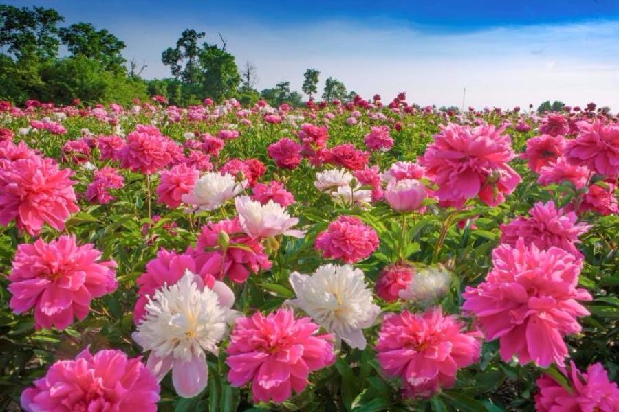 Peony flowers are in full bloom in the peony park of Baoma village at the foot of Changbai Mountain, Jilin province. The park, which is home to 106 varieties of peony species, covers an area of 20,000 square meters. (Photo by Sun Mingsheng/For chinadaily.com.cn)