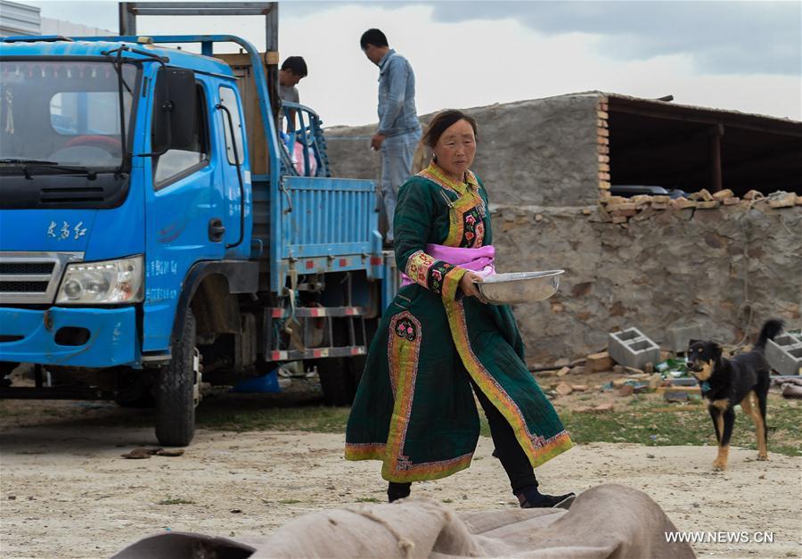 Aodunhu, Erden\'s wife, packs their living households before transfer at the Ar Horqin Banner in Chifeng City, north China\'s Inner Mongolia Autonomous Region, June 4, 2018. June 5 was the day for Erden\'s family to move their cattle to a summer pasture, about 40 kilometers away from their family. It is a tradition for nomadic herdsmen spending their lives following the water and pasture. The transfer provides cattle and sheep abundant food and enables the grassland to renew itself. Erden and his sister drive their trucks loaded with living households and lead over 80 cattle towards the summer pasture. After 12 hours\' arduous journey, they arrived at their destination and prepared to set up yurt. They will stay here for a whole summer and return to their family in September. (Xinhua/Peng Yuan)