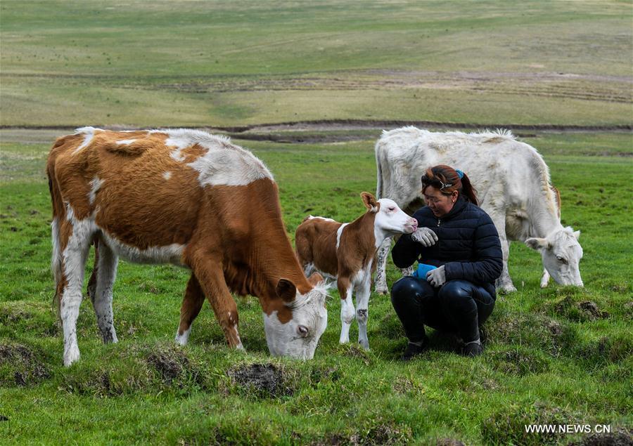 Mudan, Erden\'s sister, herds cattle at the summer pasture at the Ar Horqin Banner in Chifeng City, north China\'s Inner Mongolia Autonomous Region, June 5, 2018. June 5 was the day for Erden\'s family to move their cattle to a summer pasture, about 40 kilometers away from their family. It is a tradition for nomadic herdsmen spending their lives following the water and pasture. The transfer provides cattle and sheep abundant food and enables the grassland to renew itself. Erden and his sister drive their trucks loaded with living households and lead over 80 cattle towards the summer pasture. After 12 hours\' arduous journey, they arrived at their destination and prepared to set up yurt. They will stay here for a whole summer and return to their family in September. (Xinhua/Peng Yuan)