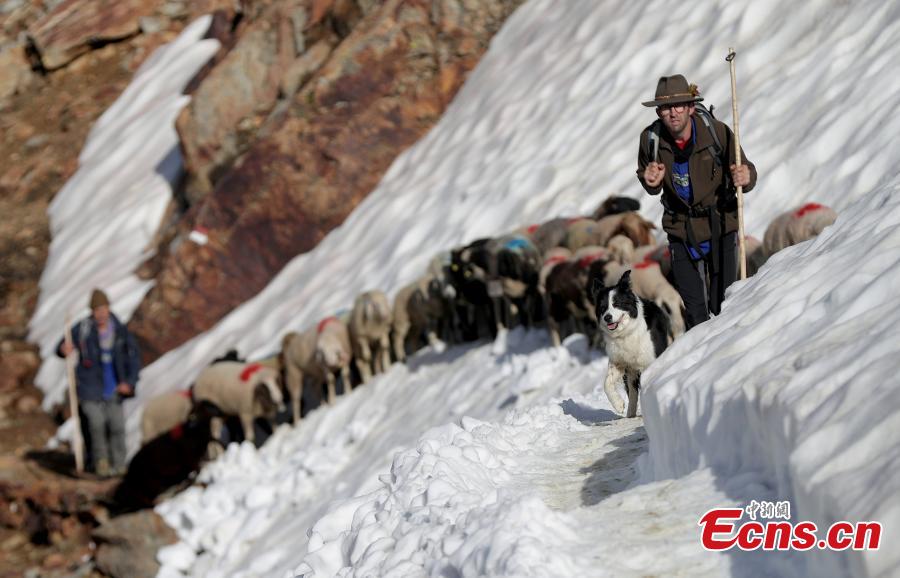Shepherds guide sheep across a snow field on their way up to the alpine pass \