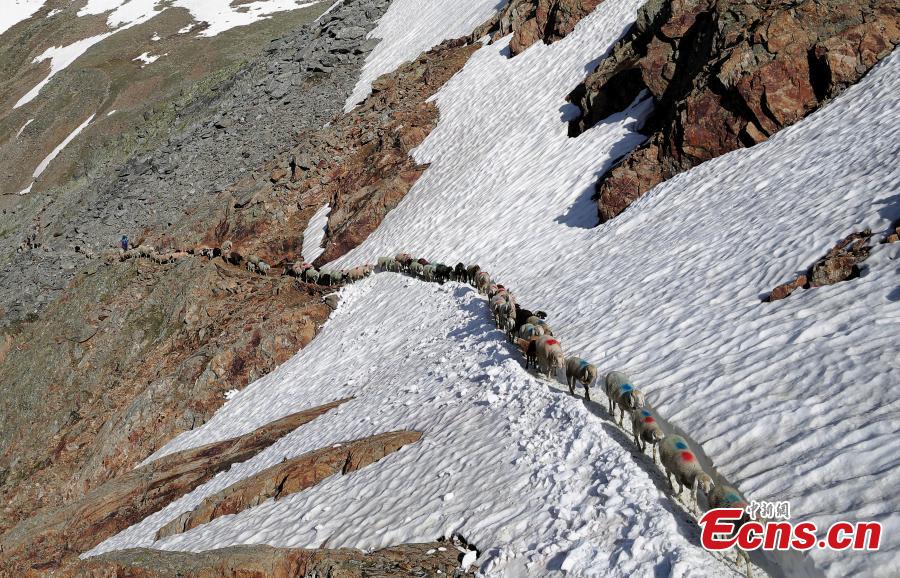 Sheep cross the alpine pass \