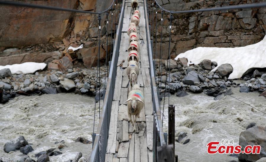 Sheep cross the alpine pass \