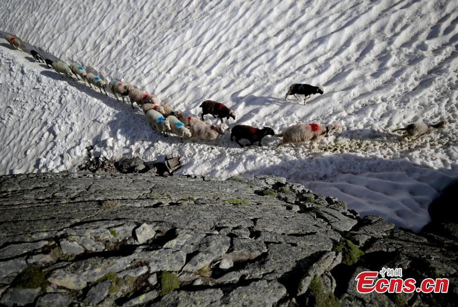 Sheep cross the alpine pass \