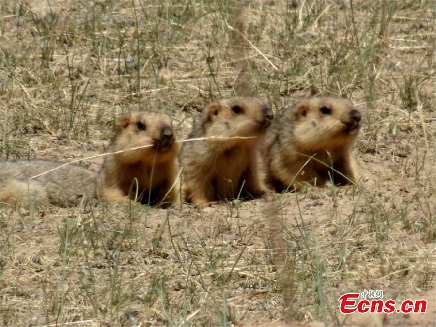 Marmots climb from a cave on a grassland in Sunan County, Southwest China’s Gansu Province on a sunny day in mid-June 2018. (Photo: China News Service/Yin Tingjin)