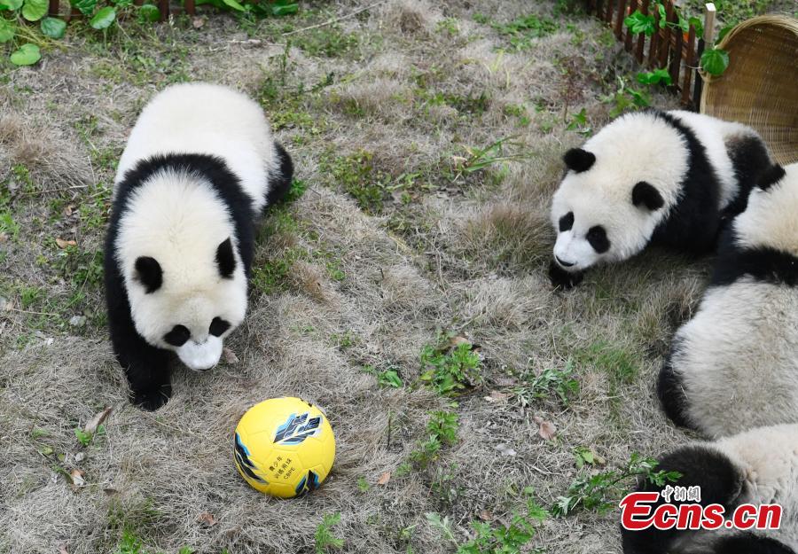 Giant pandas play football at the Wolong Shenshuping Base of China Conservation and Research Center for Giant Pandas in Southwest China’s Sichuan Province, June 14, 2018. Eight pandas, all born in 2017, will participate in six events to support the World Cup, according to the center. (Photo: China News Service/An Yuan)