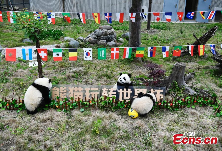 Giant pandas play football at the Wolong Shenshuping Base of China Conservation and Research Center for Giant Pandas in Southwest China’s Sichuan Province, June 14, 2018. Eight pandas, all born in 2017, will participate in six events to support the World Cup, according to the center. (Photo: China News Service/An Yuan)