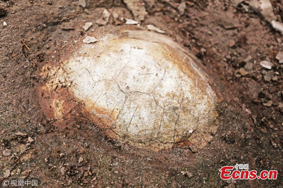 Farmers have found a fossil of a snake-necked turtle, formed 150 million years ago, in Qijiang District, Southwest China’s Chongqing Municipality. Many other dinosaur, fish and tree fossils have been found in the district, where authorities have established a geopark for the protection and study of the findings. (Photo/VCG)