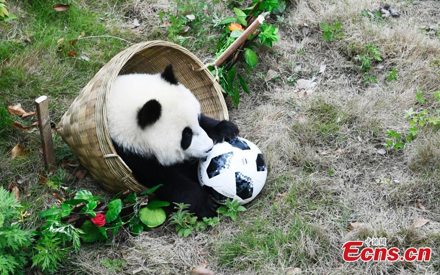 Giant pandas play football at the Wolong Shenshuping Base of China Conservation and Research Center for Giant Pandas in Southwest China’s Sichuan Province, June 14, 2018. Eight pandas, all born in 2017, will participate in six events to support the World Cup, according to the center. (Photo: China News Service/An Yuan)