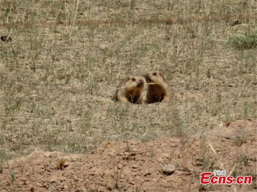 Marmots climb from a cave on a grassland in Sunan County, Southwest China’s Gansu Province on a sunny day in mid-June 2018. (Photo: China News Service/Yin Tingjin)
