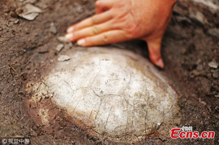 Farmers have found a fossil of a snake-necked turtle, formed 150 million years ago, in Qijiang District, Southwest China’s Chongqing Municipality. Many other dinosaur, fish and tree fossils have been found in the district, where authorities have established a geopark for the protection and study of the findings. (Photo/VCG)