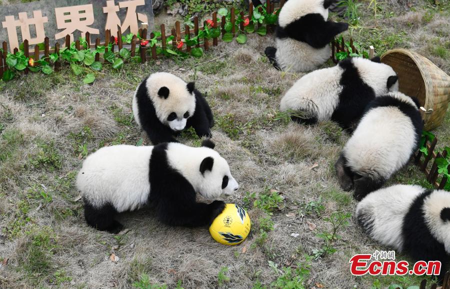 Giant pandas play football at the Wolong Shenshuping Base of China Conservation and Research Center for Giant Pandas in Southwest China’s Sichuan Province, June 14, 2018. Eight pandas, all born in 2017, will participate in six events to support the World Cup, according to the center. (Photo: China News Service/An Yuan)