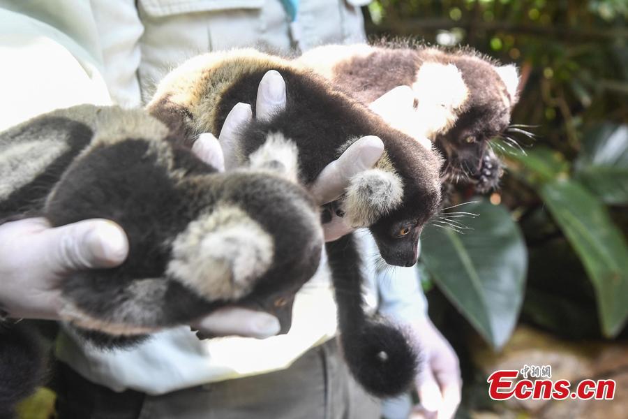 Newly born lemur variegatus triplets meet the public at Chimelong Safari Park in Guangzhou, capital of south China\'s Guangdong Province, June 16, 2018. (Photo: China News Service/Chen Jimin)