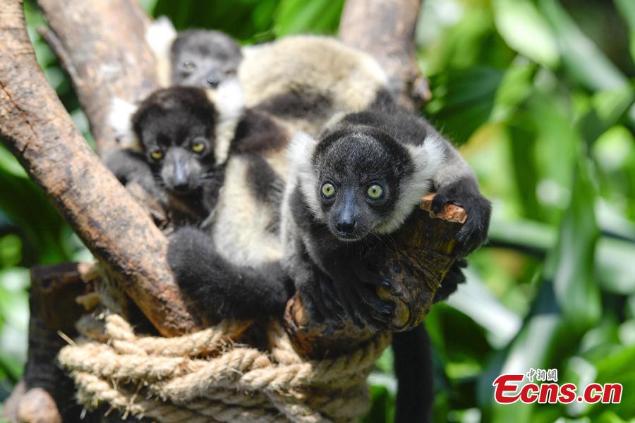 Newly born lemur variegatus triplets meet the public at Chimelong Safari Park in Guangzhou, capital of south China\'s Guangdong Province, June 16, 2018. (Photo: China News Service/Chen Jimin)