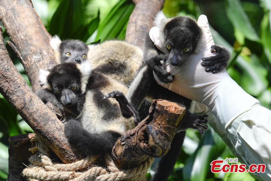 Newly born lemur variegatus triplets meet the public at Chimelong Safari Park in Guangzhou, capital of south China\'s Guangdong Province, June 16, 2018. (Photo: China News Service/Chen Jimin)
