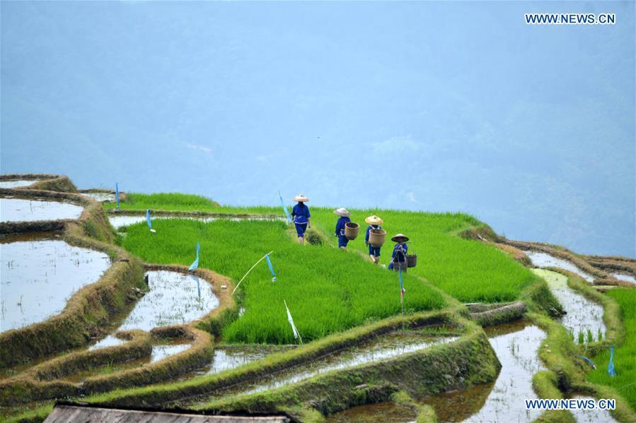 Farmers walk in terraced fields in Sishui Village of Longsheng County, south China\'s Guangxi Zhuang Autonomous Region, June 16, 2018. (Xinhua/Pan Zhixiang)