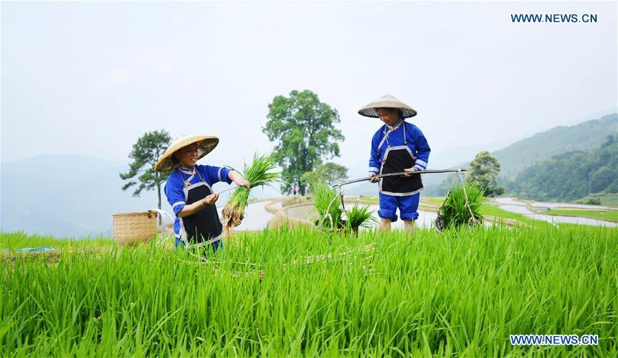 Farmers walk in terraced fields in Sishui Village of Longsheng County, south China\'s Guangxi Zhuang Autonomous Region, June 16, 2018. (Xinhua/Pan Zhixiang)