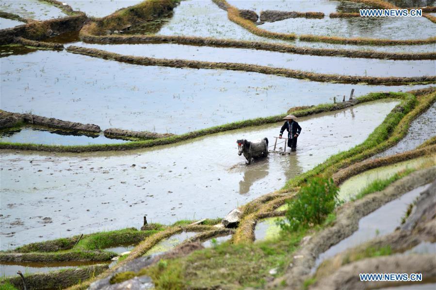 A farmer works in a terraced field in Sishui Village of Longsheng County, south China\'s Guangxi Zhuang Autonomous Region, June 16, 2018. (Xinhua/Pan Zhixiang)