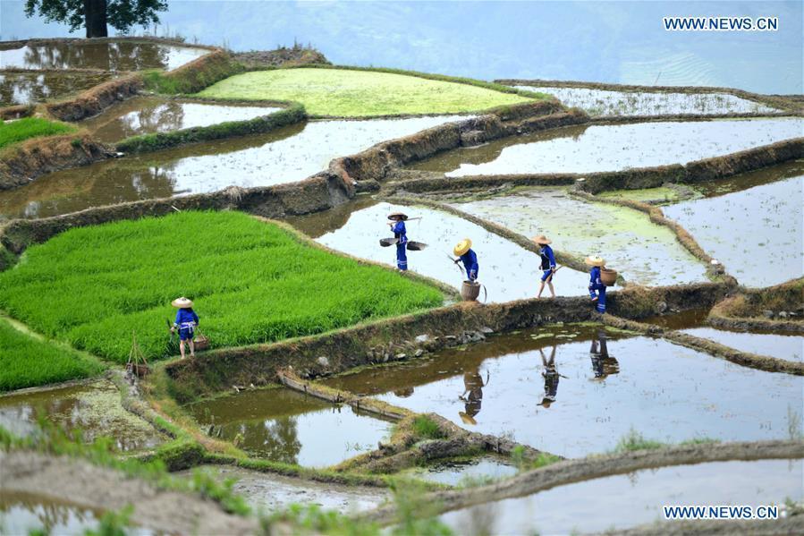 Farmers walk in terraced fields in Sishui Village of Longsheng County, south China\'s Guangxi Zhuang Autonomous Region, June 16, 2018. (Xinhua/Pan Zhixiang)