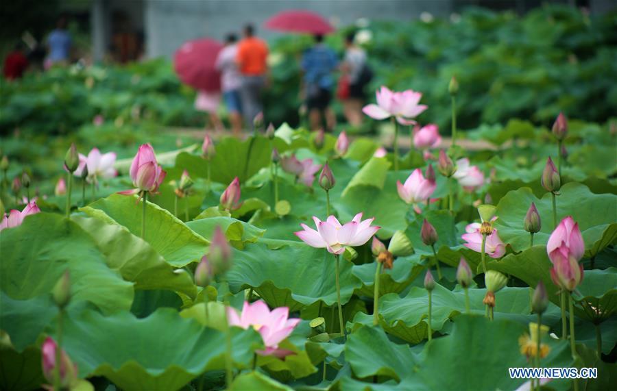 People enjoy lotus at Xiaorong Village, Liuzhou City of south China\'s Guangxi Zhuang Autonomous Region, June 17, 2018. People enjoy their holiday time during the Dragon Boat Festival. (Xinhua/Long Linzhi)