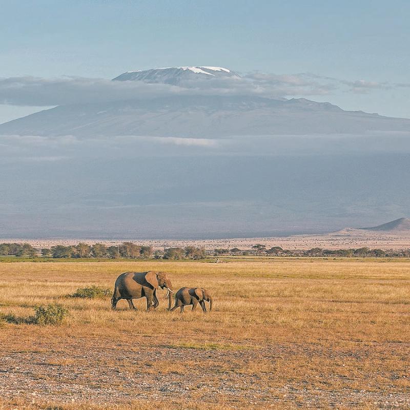 An adult female elephant and her baby in the Amboseli National Park near the foothills of Mount Kilimanjaro. (PHOTO BY XIE SONGXIN/CHINA DAILY)
Day 4
A two-hour drive after breakfast will see you arrive at the Lake Nakuru National Park, a bird lover\'s haven since it has more than 500 species, including one of the largest gatherings of long-crested eagles in the world. The park is home to rhinos, lions, leopards, hippos and the endangered Rothschild\'s giraffe.
The park is also where the other great migration happens.
Every year in Kenya, from April through June, flamingos make their annual migration and descend upon Lake Nakuru and Lake Bogoria, blanketing the water in pink. They flock to the lakes because of the high alkalinity of water that nurtures algae for their chicks.
Day 5
Up to seven hours by road will take you across scenic fields of wheat and barley to Masai Mara.
The 82-km road linking the nearest town of Narok to the park gate, once considered a rough terrain, is being constructed by China Wu Yi Co Ltd, a Fujian-based property enterprise.
Estimated to cost $19.9 million, the Narok-Sekenani road is scheduled to be completed in April. New bridges are being constructed, promising to cut down travel time by more than three hours.
The firm also manages the Loita Plains hotel, conveniently located along the road.
The hotel has a Chinese chef who whips up authentic cuisine for visitors after a long ride costing an average of $20 per person. It is better to call in advance to ensure that they expect your arrival.
The hotel has cozy rooms for visitors who are on a budget and would like to linger more for Chinese hospitality. Rooms go for $60 per night.
Alternatively, one can proceed to the Mara Serena, located inside the park. Another option is the AA Lodges with tented camps, and a game drive after the checking in.
The park is renowned for the annual wildebeest migration, a natural wonder. The herds make the perilous journey from Tanzania\'s Serengeti National Park to Kenya\'s Masai Mara National Reserve from the months of July to September.
One can view the wildebeest on the banks of the Mara River, where tensions build over days before and the herds start crossing and dodging the waiting crocodiles.
But one might not catch the spectacle during their stay in the park as nature is unpredictable.
The park, however, offers other attractions such as the black mane lion, elephants and buffalo, three of the \