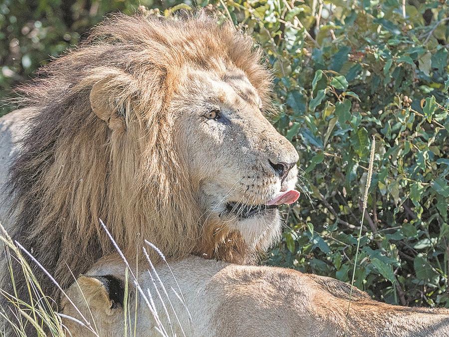 A lion lies in a bush in Masai Mara. Lions, together with elephants, buffaloes, leopards and rhinos, are the park\'s main inhabitants. (PHOTO BY XIE SONGXIN/CHINA DAILY)
Day 2
An early morning departure from Nairobi will help tourists arrive at lunchtime in Amboseli National Park.
The park is famous for being the best place in Africa to get a close view of elephants among other wildlife species at the foothills near Mount Kilimanjaro, the dormant volcano in the neighboring country of Tanzania.
Other attractions in Amboseli include a visit to the Masai cultural village for an experience of the old culture.
The Amboseli Lodge, located 2 km or so from the park, has rustic cottages in the middle of nowhere, and one can get an online deal as low as only 705 yuan ($110) per night.
Day 3
After breakfast, a six-hour drive will get you to Naivasha in western Kenya\'s Rift Valley, where you can eat lunch at Naivasha Country Club hotel.
Relax in the afternoon by visiting Hell\'s Gate National Park known to be the only national park in Kenya, where you can choose to drive, walk or cycle to spice up your excursion.
A boat ride on Lake Naivasha can make your visit even better by allowing you to watch a variety of birds and hippos in the area.