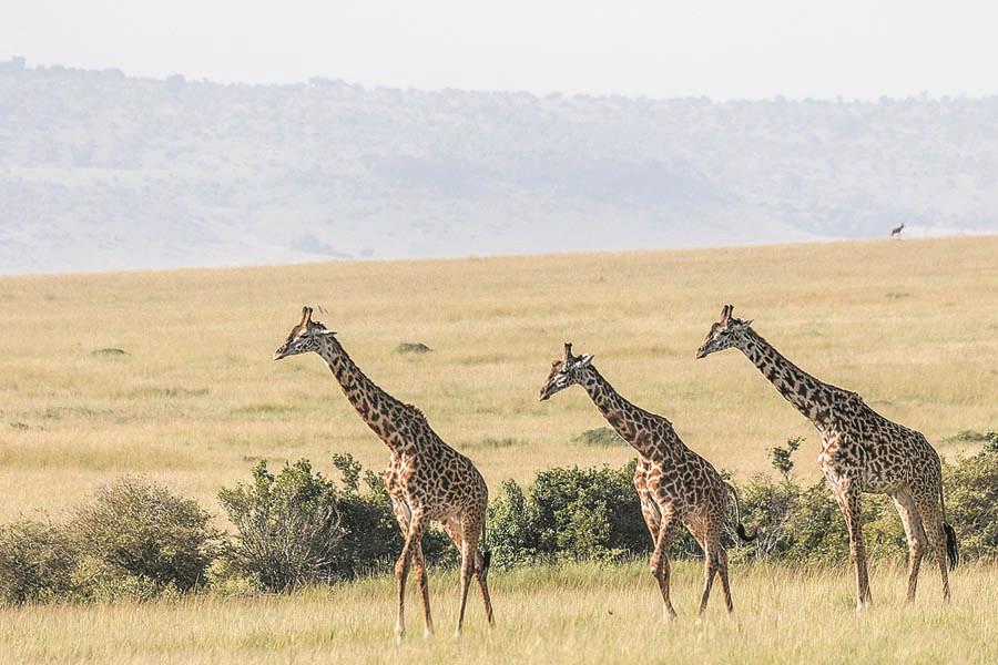 Giraffes wander in the Rift Valley savannah in Kenya\'s Masai Mara National Reserve. (PHOTO BY XIE SONGXIN/CHINA DAILY)
With hundreds of thousands of animals expected to arrive in Kenya\'s Masai Mara National Reserve to graze later this month, in a phenomenon in East Africa known as the great migration, the country\'s tourism officials have intensified efforts to attract Chinese tourists.
Last year, some 53,485 Chinese tourists visited Kenya, an increase of about 12 percent over 2016 and making China the fifth largest source market for Kenya.
The Magical Kenya campaign has been launched online by Kenya Tourism Board and it is promoting activities such as safari tours in Masai Mara. The government agency has also opened an official account on Chinese app WeChat and has uploaded a promotional video on Chinese streaming site Youku.
Usually it takes at least 15 hours to fly from China to Kenya. There are two weekly flights from Guangzhou to Nairobi, and a third is expected in July.
That country\'s immigration department has trained officers to speak in Mandarin so that the process of granting visas at airports there is hastened.
\