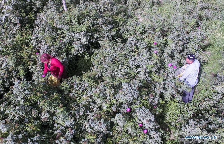 Flower grower Ruz and his wife Tajinisa pick rose petals used for making rose sauce at a village in Hotan, northwest China\'s Xinjiang Uygur Autonomous Region, June 6, 2018. People in the village are good at making rose sauce, and that is an important source of income for them. (Xinhua/Zhao Ge)