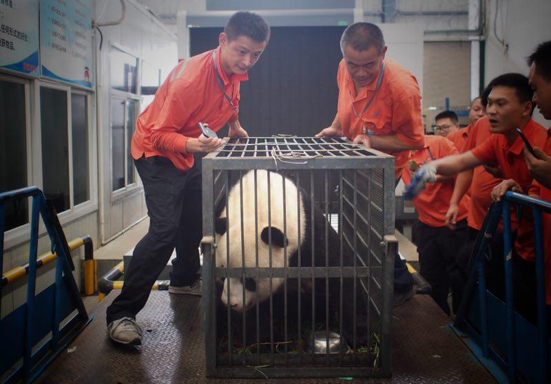 Workers move giant panda Weiwei in a cage, June 20, 2018. The giant panda returned to Sichuan Province from Wuhan, Central China\'s Hubei Province. (Photo/chinadaily.com.cn)
The zoo keepers began transferring Weiwei to a cage on Wednesday morning after it finished its half-hour morning exercise routine. The zoo said the cage transfer went smoothly and Weiwei arrived home safe and sound that night.
Weiwei was adopted by Wuhan Zoo 10 years ago after the devastating Wenchuan earthquake stuck Sichuan and it has put on 30 kilograms since living in Wuhan.