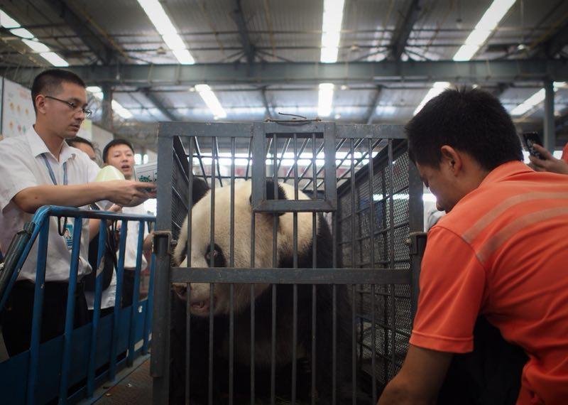 Workers move giant panda Weiwei in a cage, June 20, 2018. The giant panda returned to Sichuan Province from Wuhan, Central China\'s Hubei Province. (Photo/chinadaily.com.cn)
Other pictures and videos posted by netizens also showed that the keeper was feeding Weiwei an ant-bitten apple, Weiwei\'s nose was turning white and its palms and genital were losing fur, the newspaper added.
The zoo announced on Tuesday that they had suspended the keeper and would strengthen staff management. Considering a new panda hall was under construction which would disturb the living environment, they decided to send Weiwei back home to Sichuan.