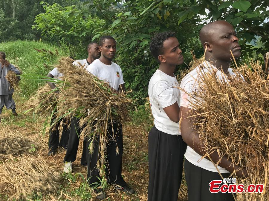 Monks from the Shaolin Temple harvest wheat at a farm in Dengfeng, Henan Province, June 21, 2018. A total of 120 mu, equivalent to eight hectares, of farmland was planted with wheat this year. (Photo: China News Service/Han Zhangyun)