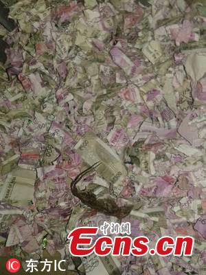 Rats have reportedly destroyed Rs 1.2 million Indian rupees at an ATM machine in district Tinsukia of Assam state, police said. The pictures of the shredded notes inside the ATM have gone viral on social media. Many have called it a “surgical strike by mice”. According to reports, the carcass of a rat was found among the shredded notes. (Photo/IC)