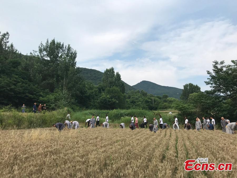 Monks from the Shaolin Temple harvest wheat at a farm in Dengfeng, Henan Province, June 21, 2018. A total of 120 mu, equivalent to eight hectares, of farmland was planted with wheat this year. (Photo: China News Service/Han Zhangyun)