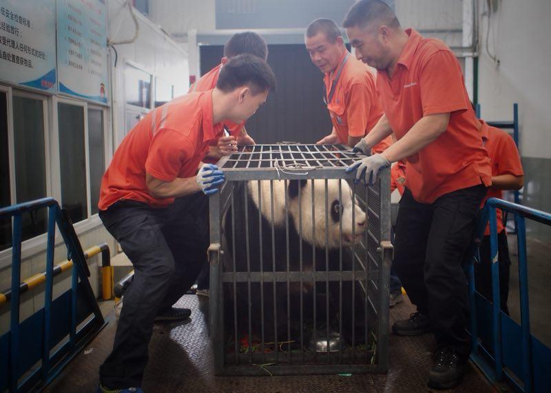 Workers move giant panda Weiwei in a cage, June 20, 2018. The giant panda returned to Sichuan Province from Wuhan, Central China\'s Hubei Province. (Photo/chinadaily.com.cn)
Giant panda named Weiwei arrived back home in Sichuan Province on Wednesday night after being allegedly mistreated by its keeper at Wuhan Zoo in Hubei Province.
The keeper, now suspended by the zoo, was found smoking and washing hair while attending Weiwei in a video, which soon went viral online and aroused people\'s concerns over the health conditions of Weiwei, the Beijing News newspaper reported on Wednesday.