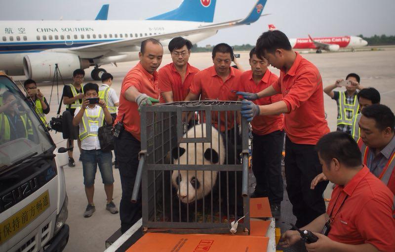 Workers move giant panda Weiwei in a cage, June 20, 2018. The giant panda returned to Sichuan Province from Wuhan, Central China\'s Hubei Province. (Photo/chinadaily.com.cn)