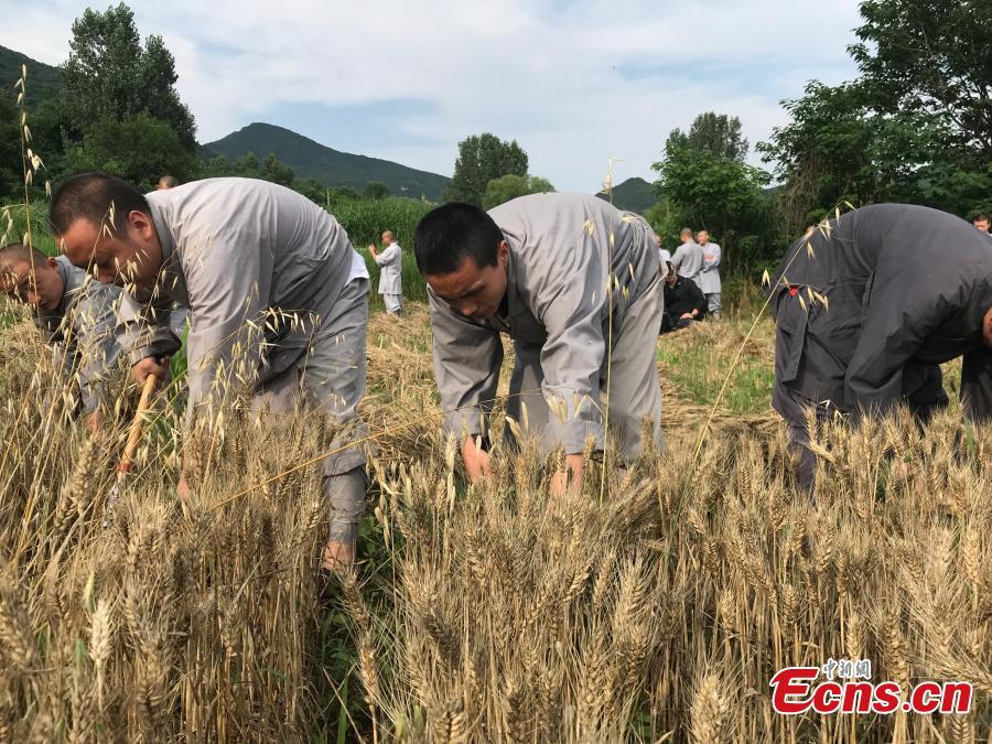 Monks from the Shaolin Temple harvest wheat at a farm in Dengfeng, Henan Province, June 21, 2018. A total of 120 mu, equivalent to eight hectares, of farmland was planted with wheat this year. (Photo: China News Service/Han Zhangyun)