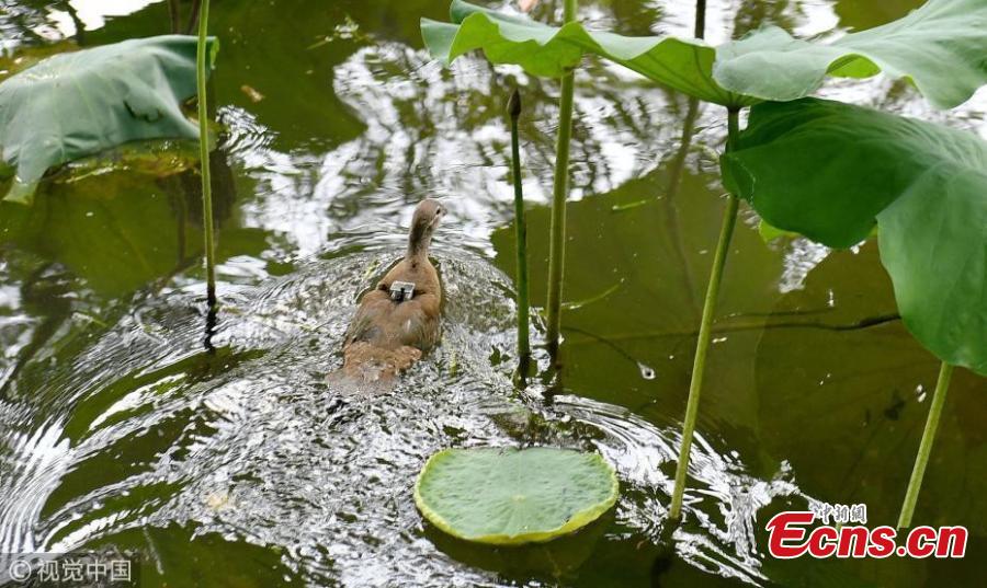 Photo taken on June 21, 2018 shows experts with the National Bird Banding Center applying identification rings and GPS devices to mandarin ducks in West Lake, Hangzhou City, East China’s Zhejiang Province. It is the first time that mandarin ducks have been banded to understand their range of activity and migration behavior. (Photo/VCG)