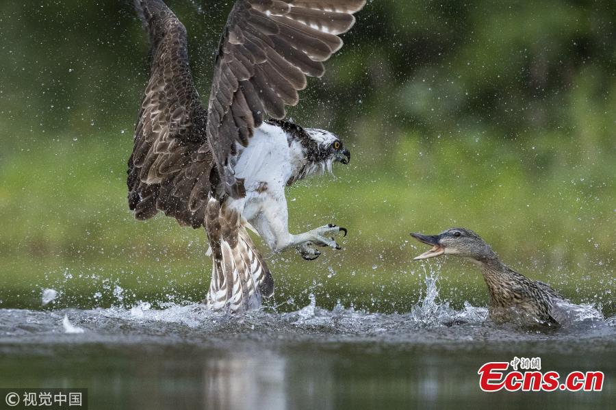 Wildlife photographer Andy Howard captured a tussle between an angry mallard and Osprey at a lake in Rothiemurchus near Aviemore, Scotland. The duck ended up on the poor bird\'s back as it dropped its trout back into the loch before fleeing. (Photo/VCG)