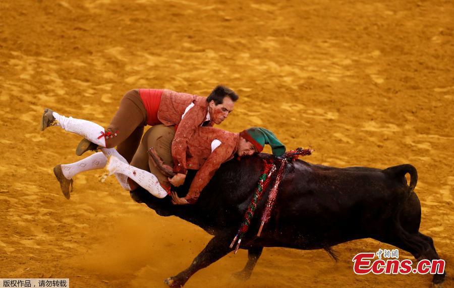 Members of Monsaraz forcados group perform during a bullfight at Campo Pequeno bullring in Lisbon, Portugal June 21, 2018. (Photo/Agencies)