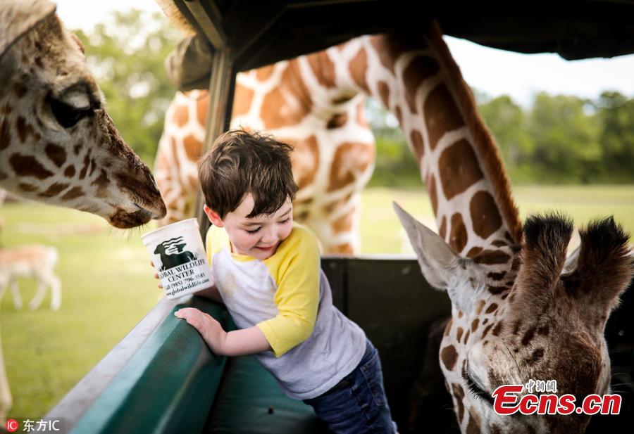 James Musser, 3, plays with a giraffe at a zoo, in the company of his mother Kelly in a jeep. (Photo/IC)