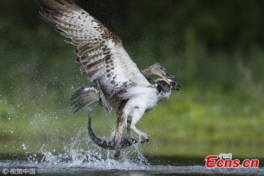 Wildlife photographer Andy Howard captured a tussle between an angry mallard and Osprey at a lake in Rothiemurchus near Aviemore, Scotland. The duck ended up on the poor bird\'s back as it dropped its trout back into the loch before fleeing. (Photo/VCG)