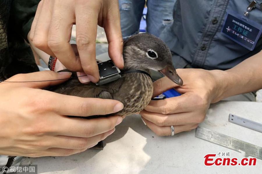 Photo taken on June 21, 2018 shows experts with the National Bird Banding Center applying identification rings and GPS devices to mandarin ducks in West Lake, Hangzhou City, East China’s Zhejiang Province. It is the first time that mandarin ducks have been banded to understand their range of activity and migration behavior. (Photo/VCG)