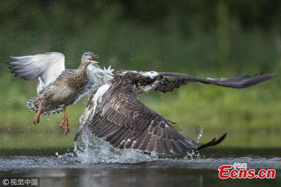 Wildlife photographer Andy Howard captured a tussle between an angry mallard and Osprey at a lake in Rothiemurchus near Aviemore, Scotland. The duck ended up on the poor bird\'s back as it dropped its trout back into the loch before fleeing. (Photo/VCG)