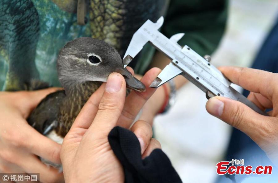 Photo taken on June 21, 2018 shows experts with the National Bird Banding Center applying identification rings and GPS devices to mandarin ducks in West Lake, Hangzhou City, East China’s Zhejiang Province. It is the first time that mandarin ducks have been banded to understand their range of activity and migration behavior. (Photo/VCG)