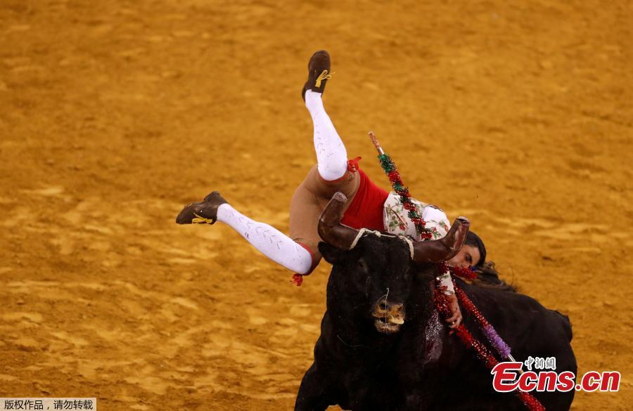 A member of Monsaraz forcados group performs during a bullfight at Campo Pequeno bullring in Lisbon, Portugal, June 21, 2018. (Photo/Agencies)