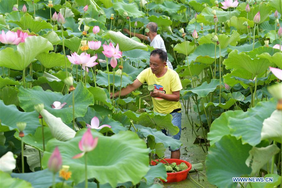 Villagers collect lotus seedpods in Xinzeng Village of Xinjian District of Nanchang City, east China\'s Jiangxi Province, June 22, 2018. To improve benefit, Xinjian District built a 133-hectare lotus plantation base. (Xinhua/Peng Zhaozhi)