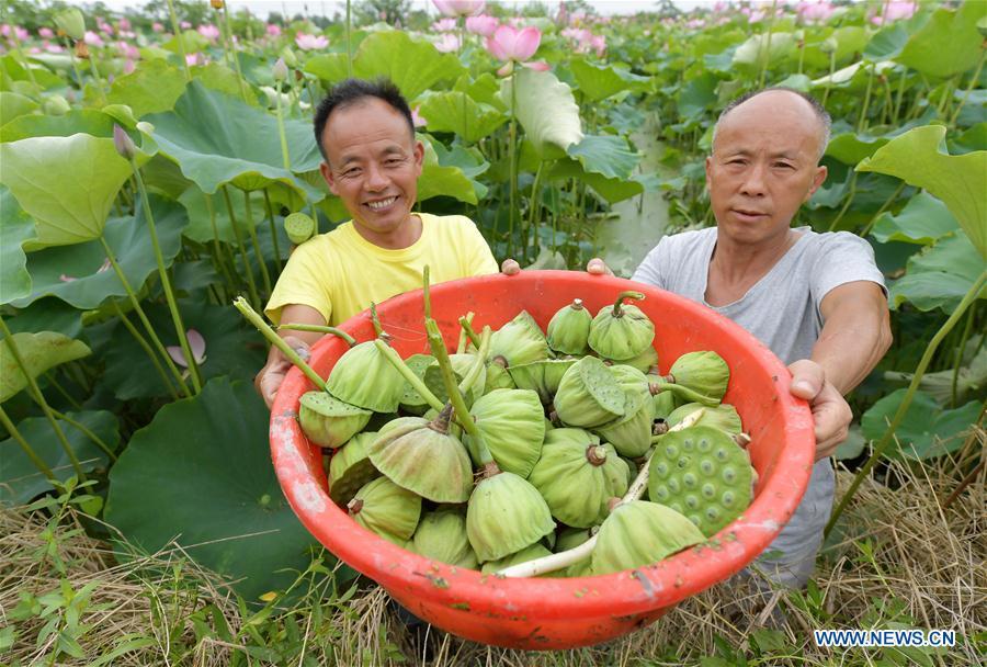 Villagers show newly-collected lotus seedpods in Xinzeng Village of Xinjian District of Nanchang City, east China\'s Jiangxi Province, June 22, 2018. To improve benefit, Xinjian District built a 133-hectare lotus plantation base. (Xinhua/Peng Zhaozhi)