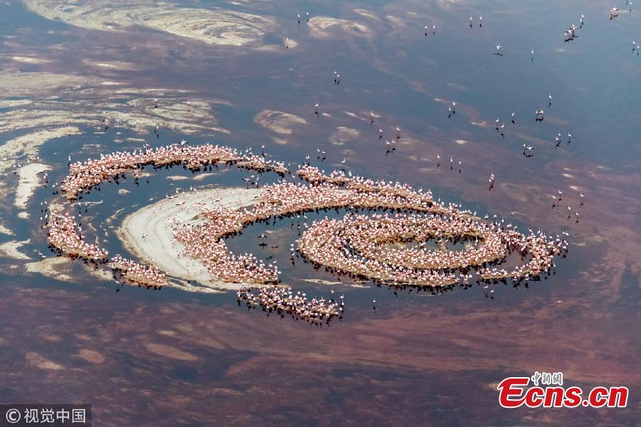A photo taken by amateur photographer Hao Jiang from a helicopter hovering at 1500ft high shows flamingos at Lake Natron, on the border between Kenya and Tanzania. Thousands of flamingos standing in the lake created a surreal image resembling a giant eye. (Photo/VCG)