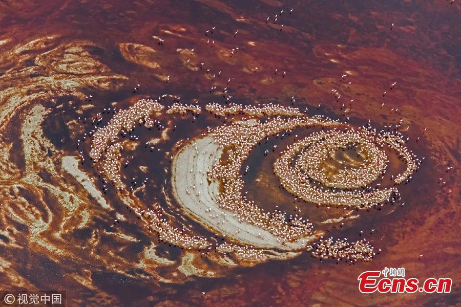 A photo taken by amateur photographer Hao Jiang from a helicopter hovering at 1500ft high shows flamingos at Lake Natron, on the border between Kenya and Tanzania. Thousands of flamingos standing in the lake created a surreal image resembling a giant eye. (Photo/VCG)
